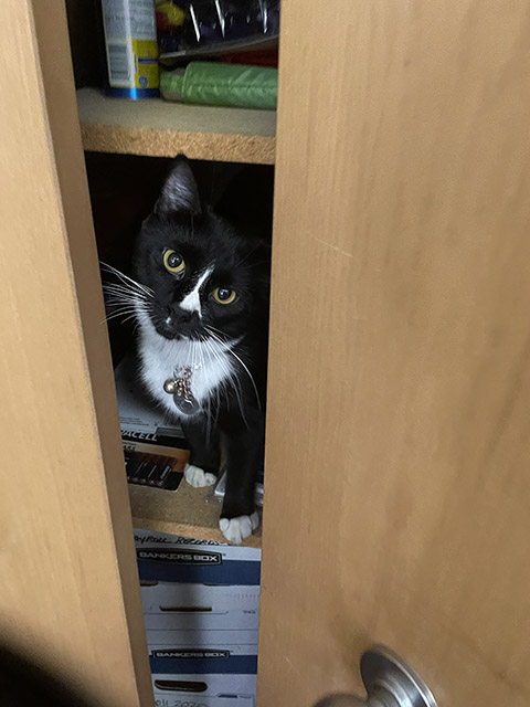 Pet-Friendly Drain Cleaning Company