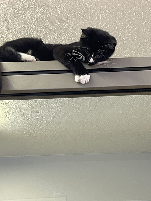 Pet-Friendly Plumbing Company