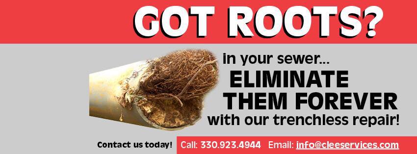 Quality Tree Roots Removal