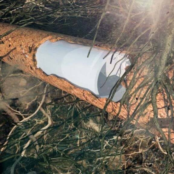 how-tree-roots-can-damage-your-sewer-lines how-tree-roots-can-damage-your-sewer-lines